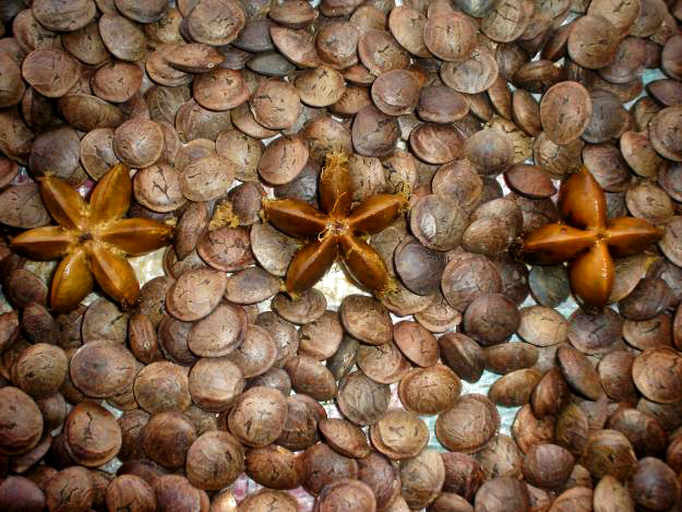 Sacha inchi oil represents a source of precursor of Omega 3 (with an appropriate combination of omega 6 and 9). It allows humans to metabolize their own Omega 3 this fact makes sacha inchi oil a far superior product to the health (compared with other oils).